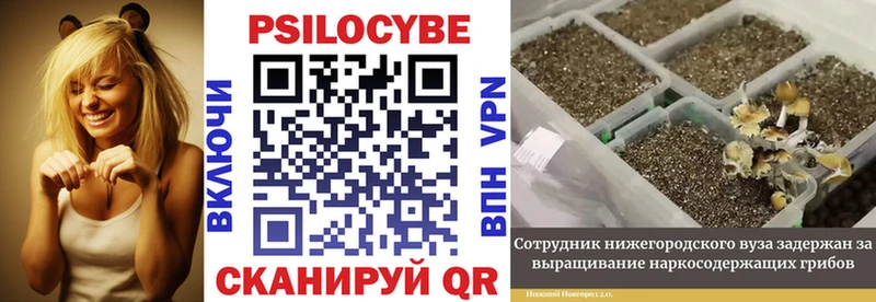 Галлюциногенные грибы Psilocybine cubensis  Верхнеуральск 